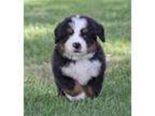 Bernese Mountain Dog Puppy for sale in Wellman, IA, USA