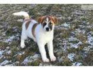 Akita Puppy for sale in South Bend, IN, USA