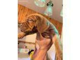 Mastiff Puppy for sale in Wilkes Barre, PA, USA