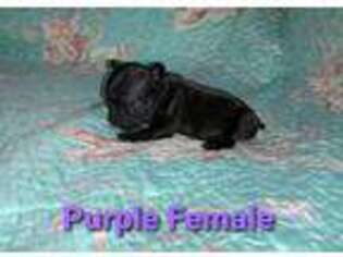 French Bulldog Puppy for sale in Howe, TX, USA