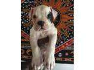 American Bulldog Puppy for sale in Longmont, CO, USA