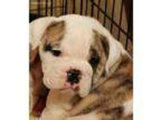 Bulldog Puppy for sale in Chickasha, OK, USA