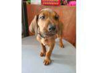 Rhodesian Ridgeback Puppy for sale in Belleville, IL, USA