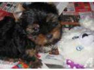 Yorkshire Terrier Puppy for sale in HENDERSONVILLE, NC, USA