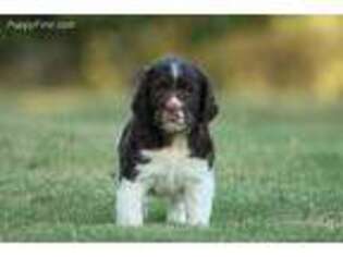 English Springer Spaniel Puppy for sale in Chappells, SC, USA