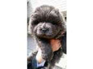 Chow Chow Puppy for sale in Jersey City, NJ, USA