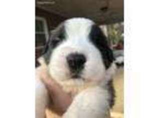 Saint Bernard Puppy for sale in Hickory, NC, USA