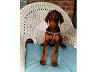 Doberman Pinscher Puppy for sale in Pleasant Grove, AL, USA