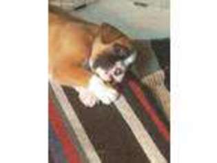 Boxer Puppy for sale in Eagle Lake, MN, USA