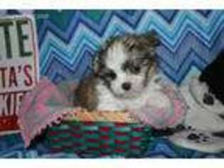 Mi-Ki Puppy for sale in Unknown, , USA