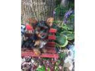 Yorkshire Terrier Puppy for sale in Williams, IN, USA