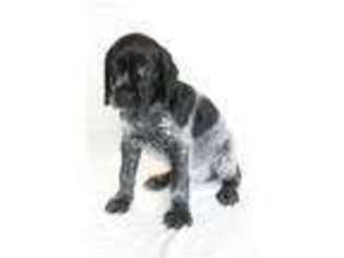 German Shorthaired Pointer Puppy for sale in Shingle Springs, CA, USA