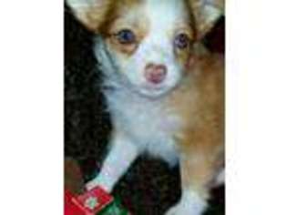 Chihuahua Puppy for sale in Scotch Plains, NJ, USA