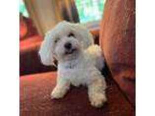 Maltese Puppy for sale in Clayton, NC, USA