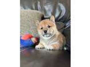 Shiba Inu Puppy for sale in Cattaraugus, NY, USA