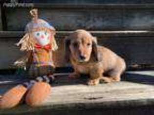 Dachshund Puppy for sale in Bentonville, AR, USA