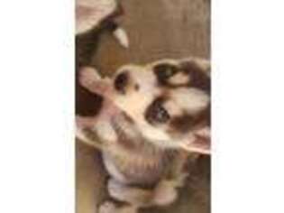 Alaskan Husky Puppy for sale in Ventura, CA, USA