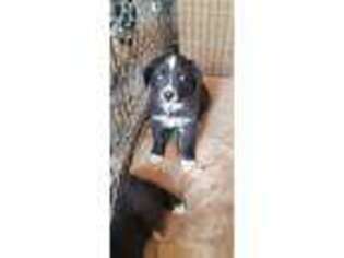 Australian Shepherd Puppy for sale in Kingman, AZ, USA