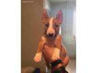 Bull Terrier Puppy for sale in Apex, NC, USA