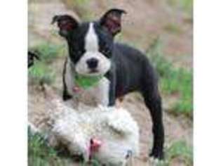 Boston Terrier Puppy for sale in Greenville, TX, USA