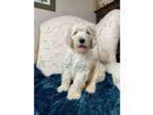 Goldendoodle Puppy for sale in Carrollton, OH, USA