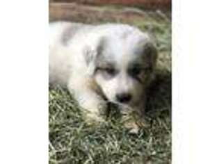 Great Pyrenees Puppy for sale in Gold Bar, WA, USA