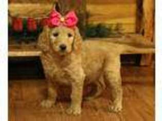 Goldendoodle Puppy for sale in Falcon, MO, USA