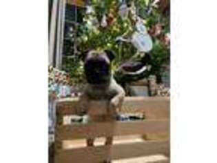 Frenchie Pug Puppy for sale in Denton, NE, USA