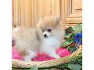 Pomeranian Puppy for sale in Colville, WA, USA