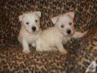 West Highland White Terrier Puppy for sale in PHOENIX, AZ, USA