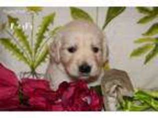 Golden Retriever Puppy for sale in Lyons, OH, USA