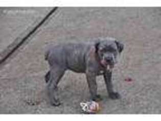 Cane Corso Puppy for sale in Mcdonough, GA, USA