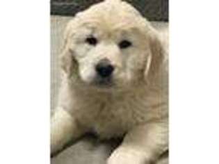 Mutt Puppy for sale in Falmouth, IN, USA