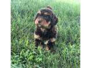 Mutt Puppy for sale in Salem, IA, USA