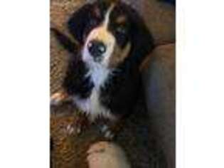 Bernese Mountain Dog Puppy for sale in Denton, TX, USA