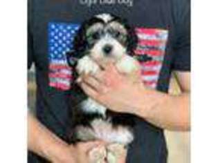 Cavapoo Puppy for sale in Godley, TX, USA