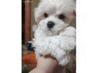 Maltese Puppy for sale in Belleville, MI, USA