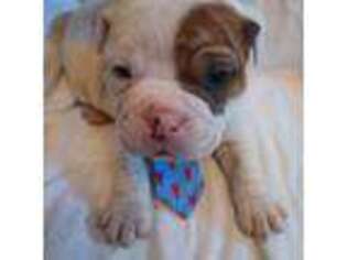 Bulldog Puppy for sale in Roanoke, VA, USA