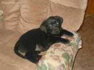 Labrador Retriever Puppy for sale in Santa Fe, NM, USA