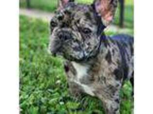 French Bulldog Puppy for sale in Hamilton, NJ, USA