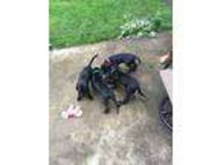 Great Dane Puppy for sale in Jonesboro, IN, USA
