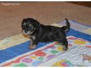 Cavachon Puppy for sale in Cabool, MO, USA