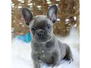 French Bulldog Puppy for sale in Berryville, AR, USA