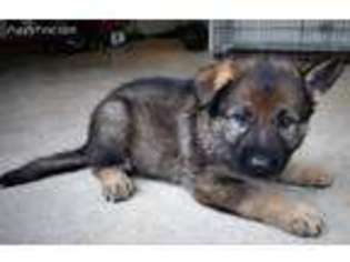 German Shepherd Dog Puppy for sale in Jonesburg, MO, USA