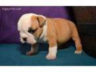 Bulldog Puppy for sale in Kendallville, IN, USA