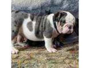 Bulldog Puppy for sale in Stanley, WI, USA