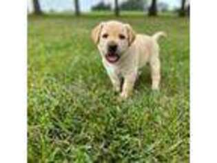 Labrador Retriever Puppy for sale in Gretna, VA, USA