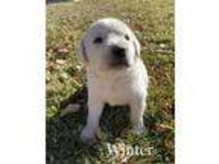 Labrador Retriever Puppy for sale in Montrose, CO, USA