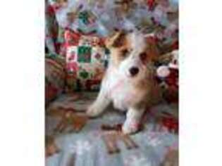 Pembroke Welsh Corgi Puppy for sale in Acton, CA, USA