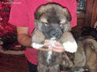 Akita Puppy for sale in Port Huron, MI, USA